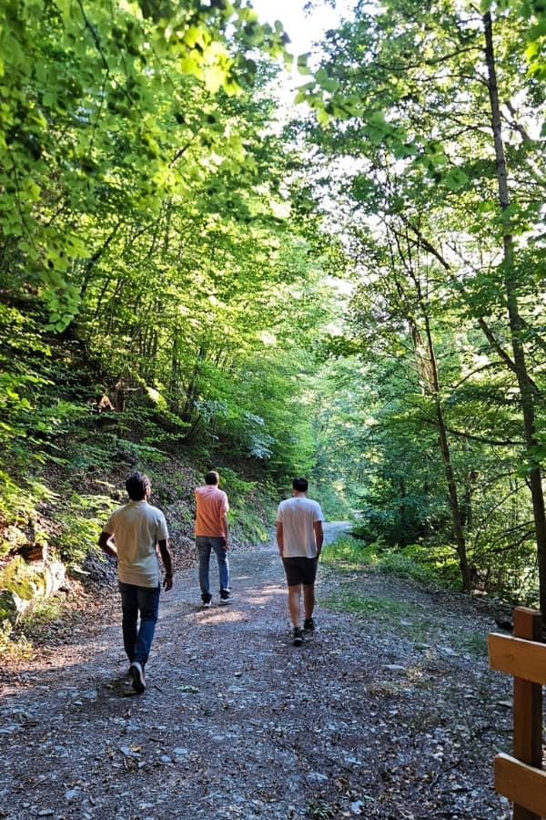 Into the forest trail